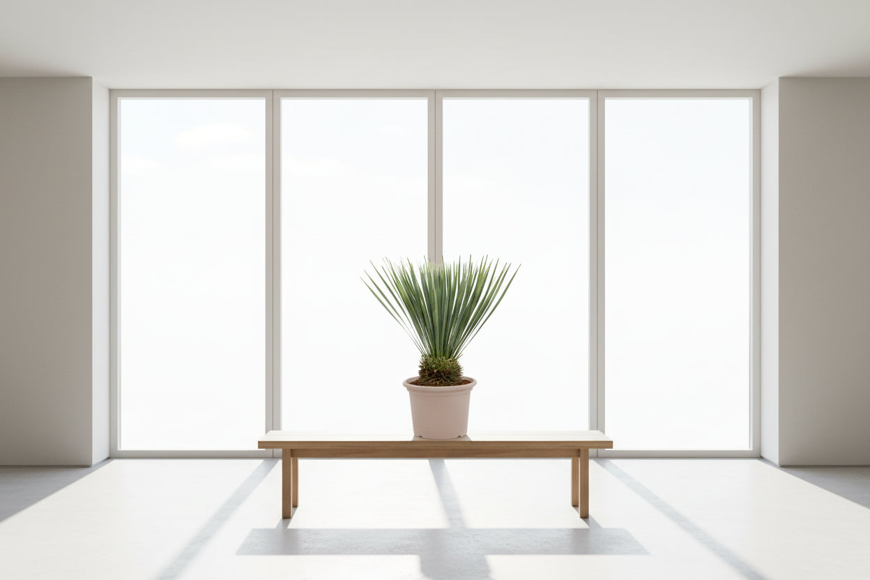 Yucca Rostrata - 60 cm - ø24cm