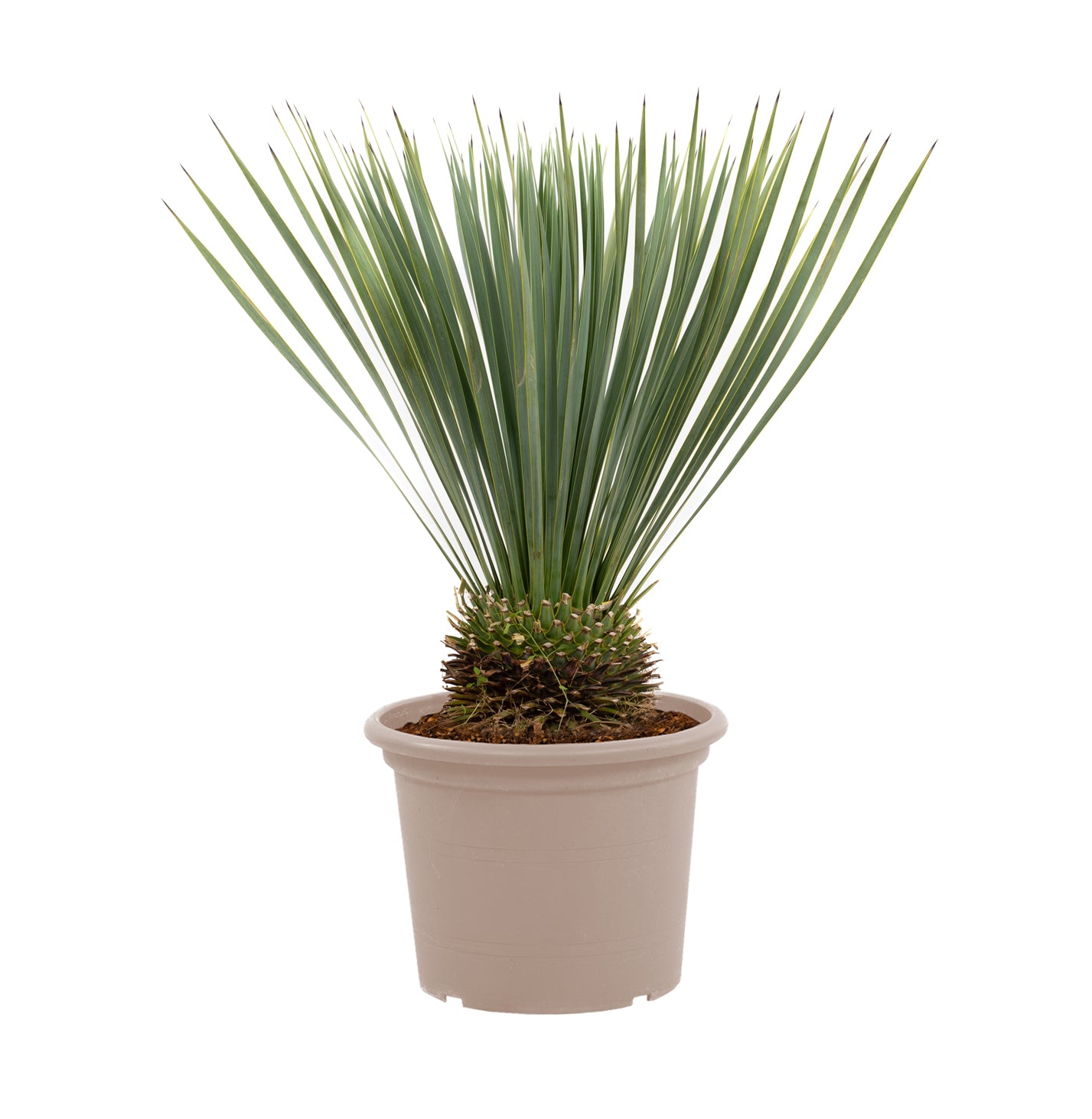 Yucca Rostrata - 60 cm - ø24cm
