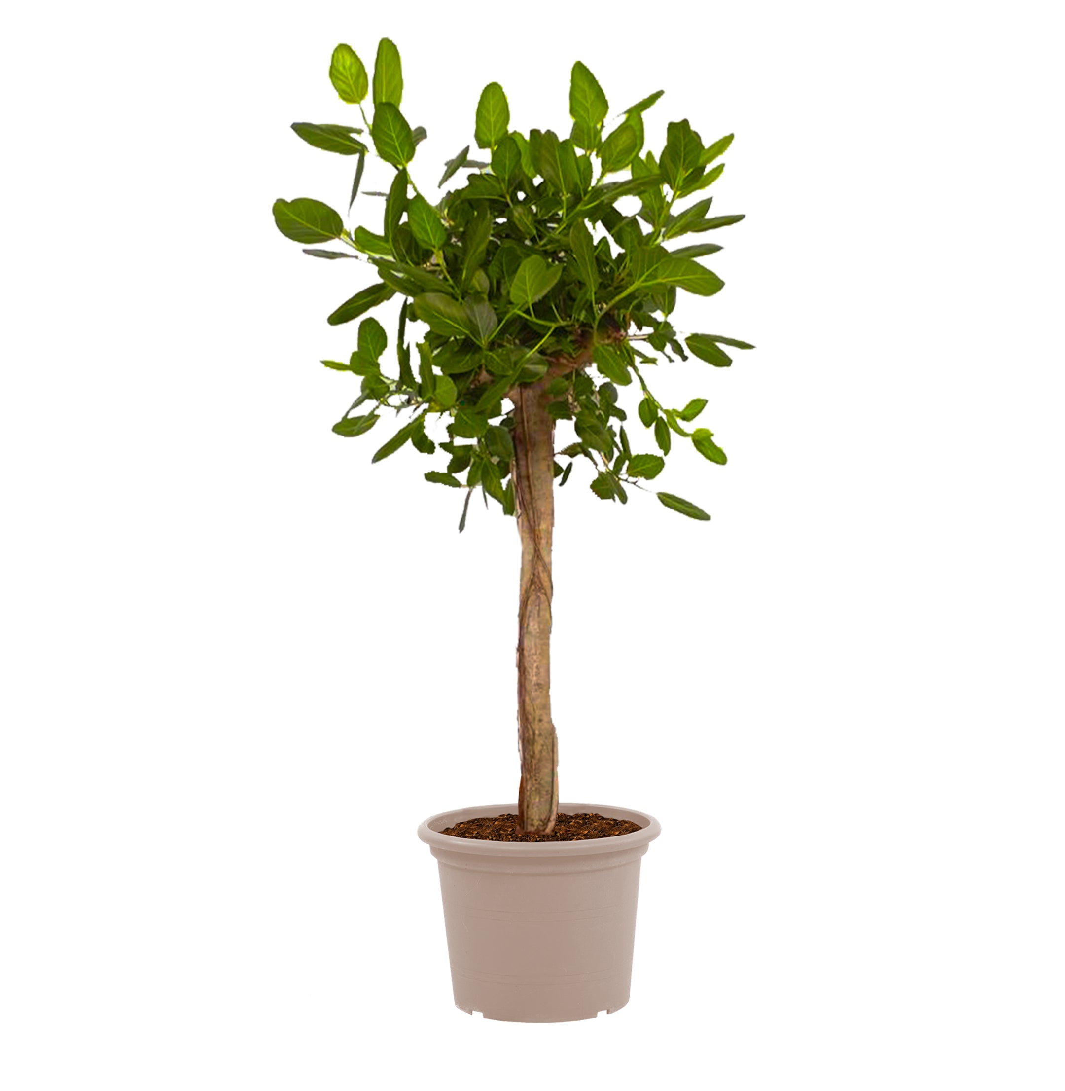 Ficus Benghalensis boom de luxe - 200 cm