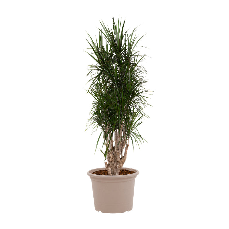 Dracaena Marginata vertakt - 220 cm - ø40