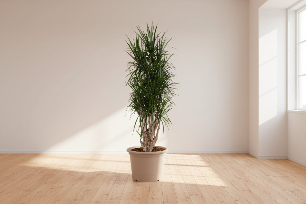 Dracaena Marginata vertakt - 220 cm - ø40