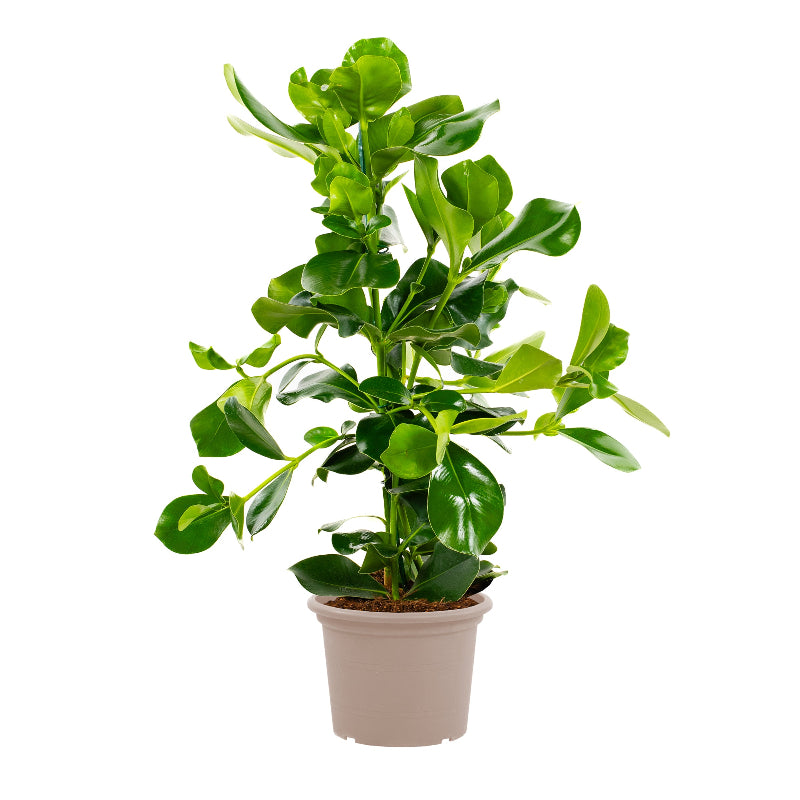 Clusia Rosea - 110 cm - ø24