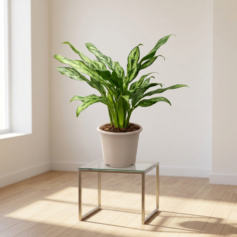 Aglaonema Juliette - 40 cm - ø12