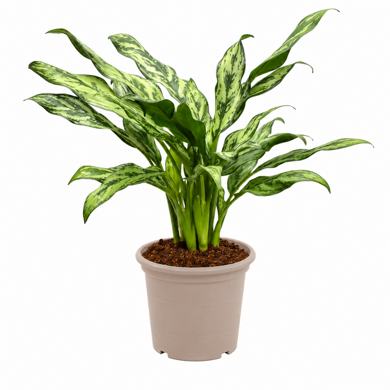 Aglaonema Juliette - 40 cm - ø12
