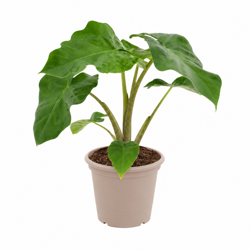 Alocasia Low Raider - 40 cm - Ø12cm