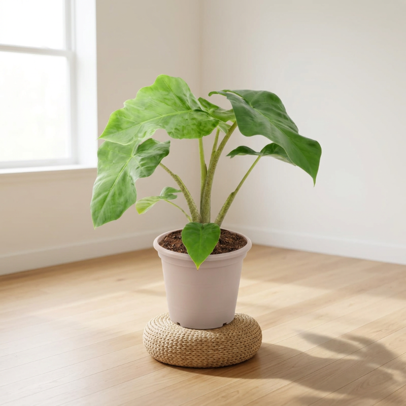 Alocasia Low Raider - 40 cm - Ø12cm