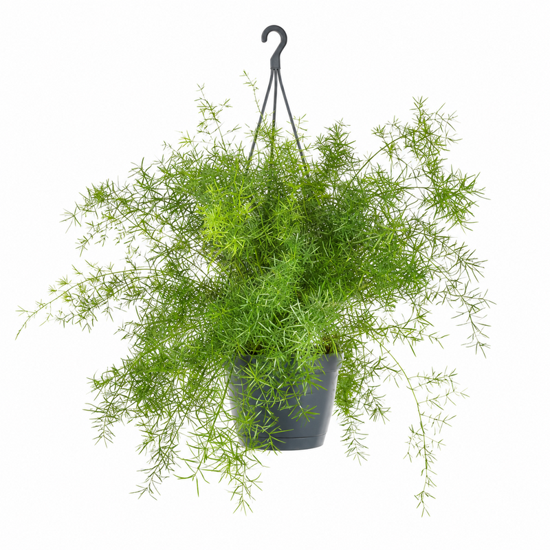 Asparagus Sprengeri Hang - Ø17cm - ↕35cm