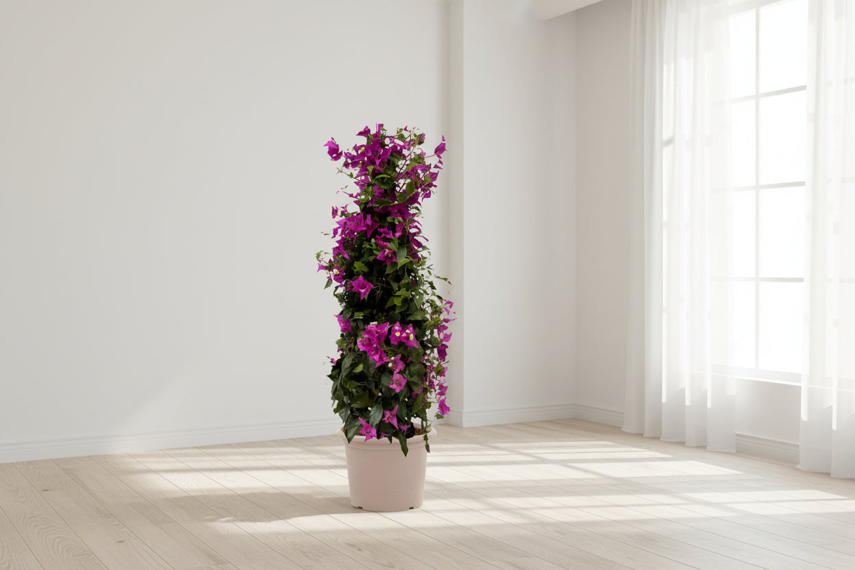 Bougainvillea pyramide - 80 cm - Ø17cm