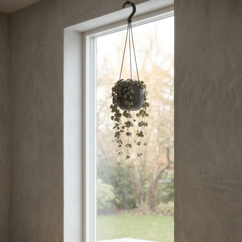 Ceropegia Woodii Hang - Ø14cm - ↕50cm