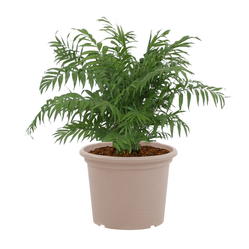 Chamaedorea Elegans  - 100 cm - Ø24cm
