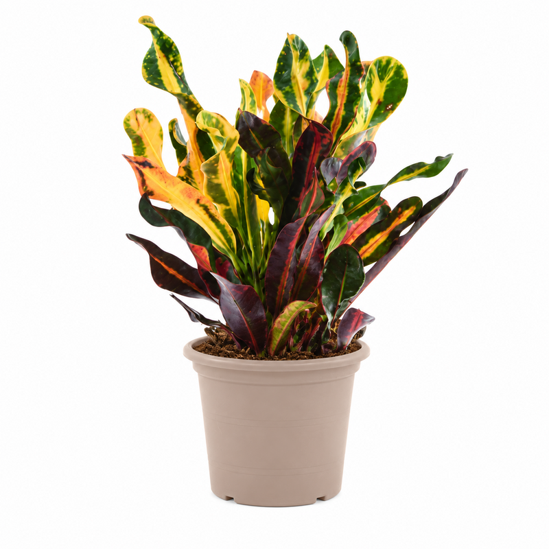 Codiaeum variegatum 'Mammi' - 30 cm - ø12