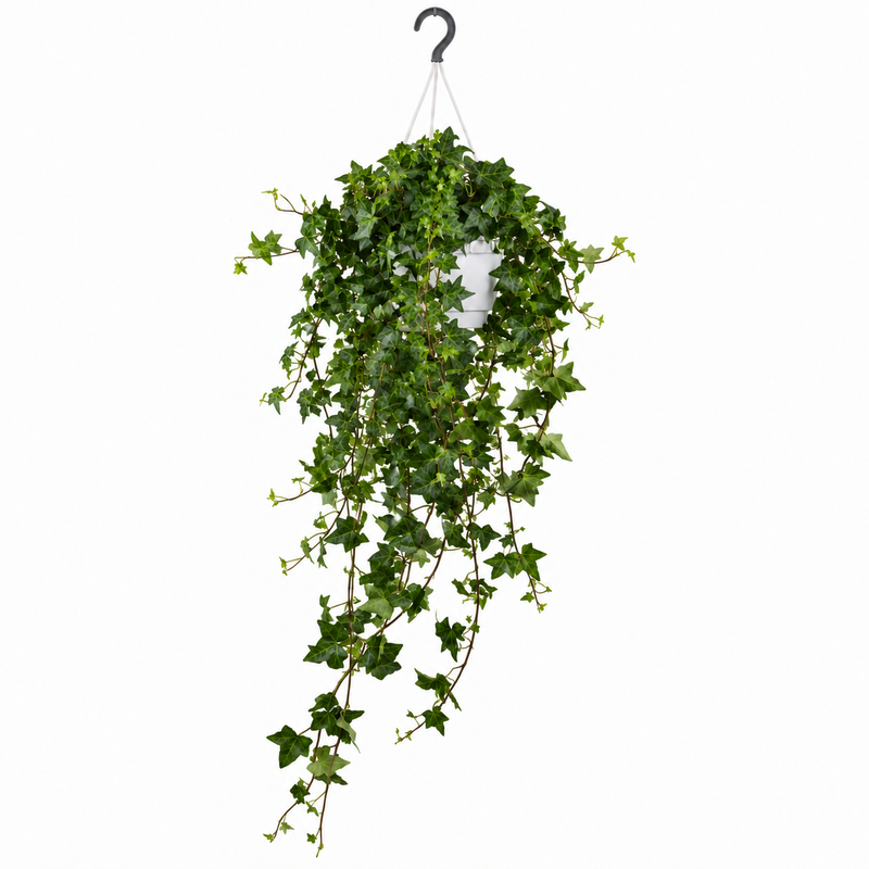 Hedera Helix Pitsburg - Hang/XXL - Ø17cm - ↕90cm