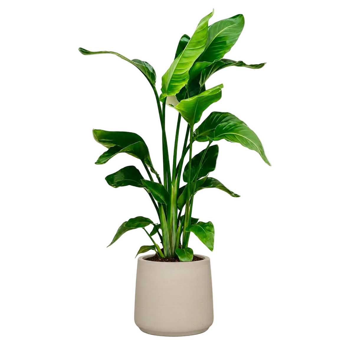 Morning Fern
