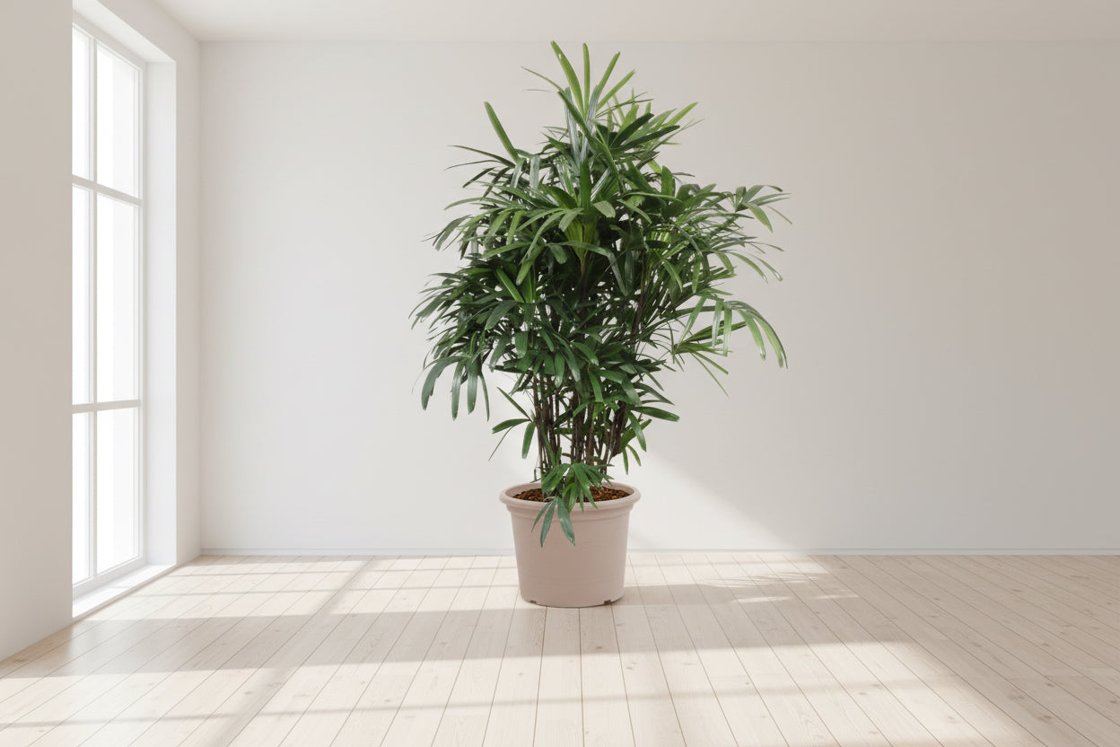 Rhapis Excelsa -200 cm - ø34