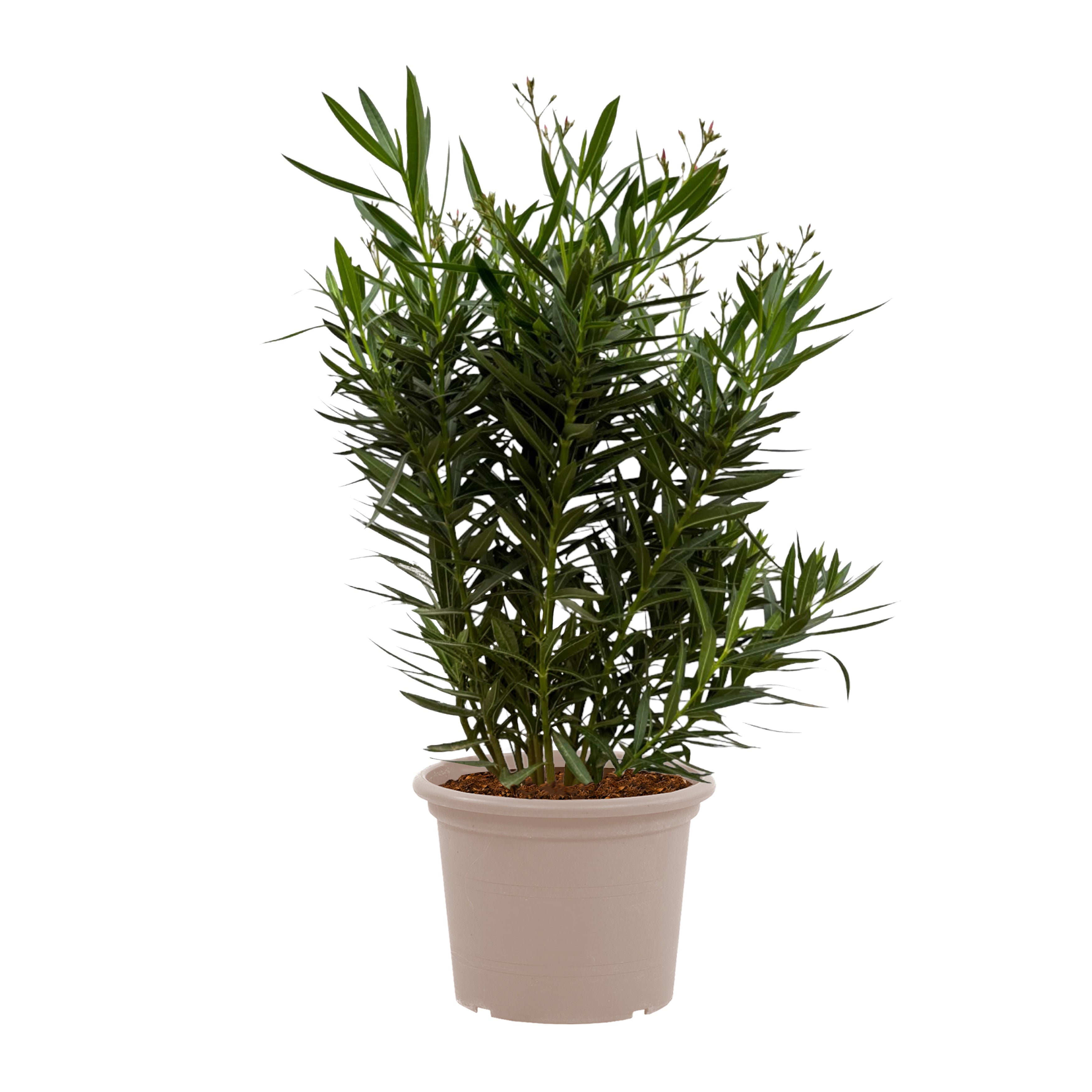 Nerium Oleander struik met witte bloem - 160 cm - Ø32cm