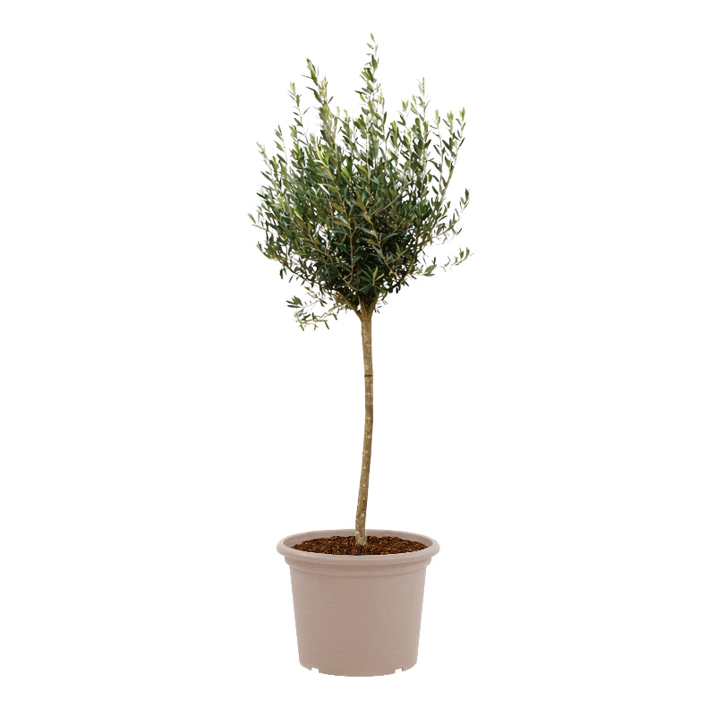 Olea Europaea op stam - 160cm- Ø24
