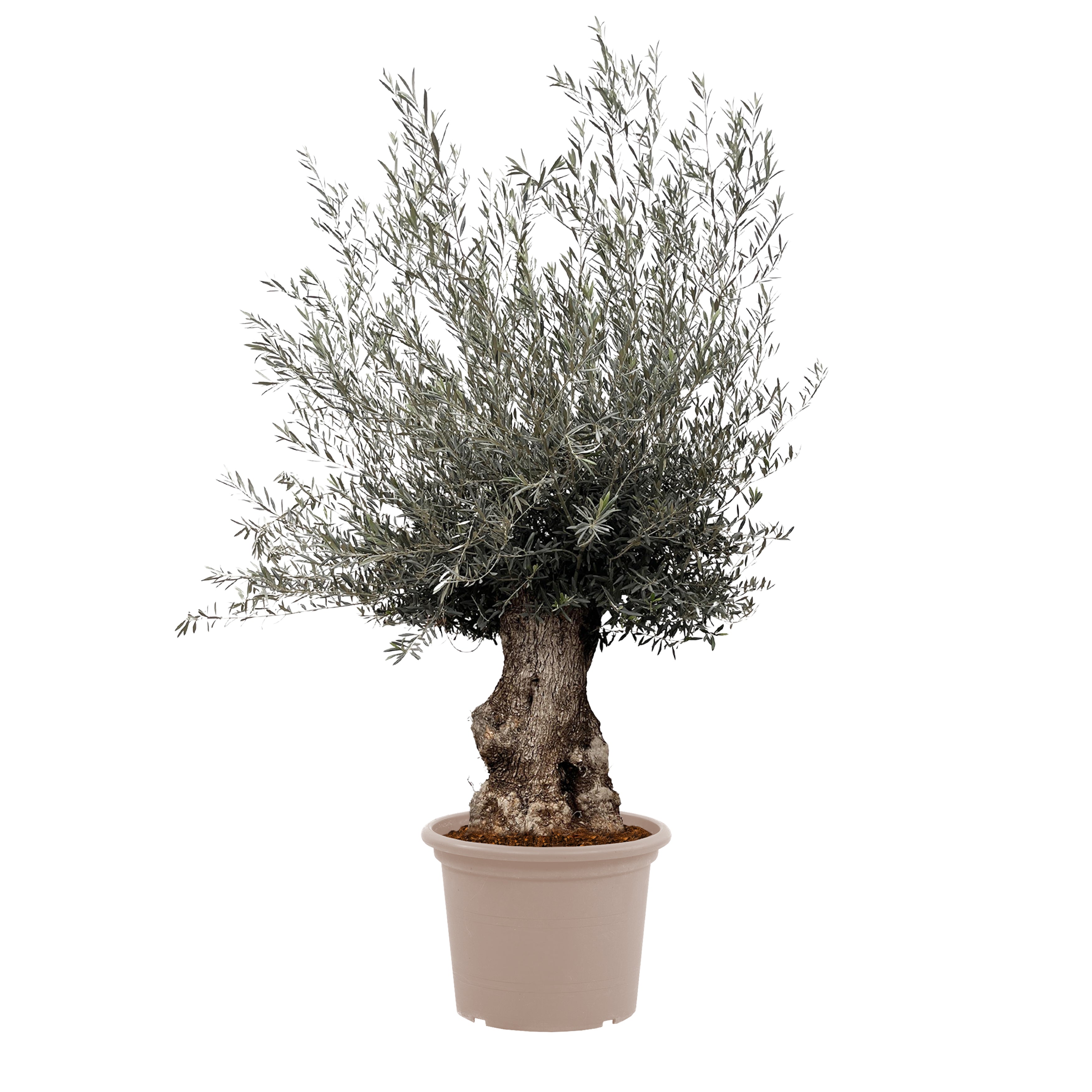 Olea Europaea Bonsai - 270cm- Ø80