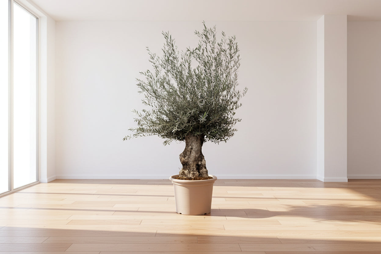 Olea Europaea Bonsai - 270cm- Ø80