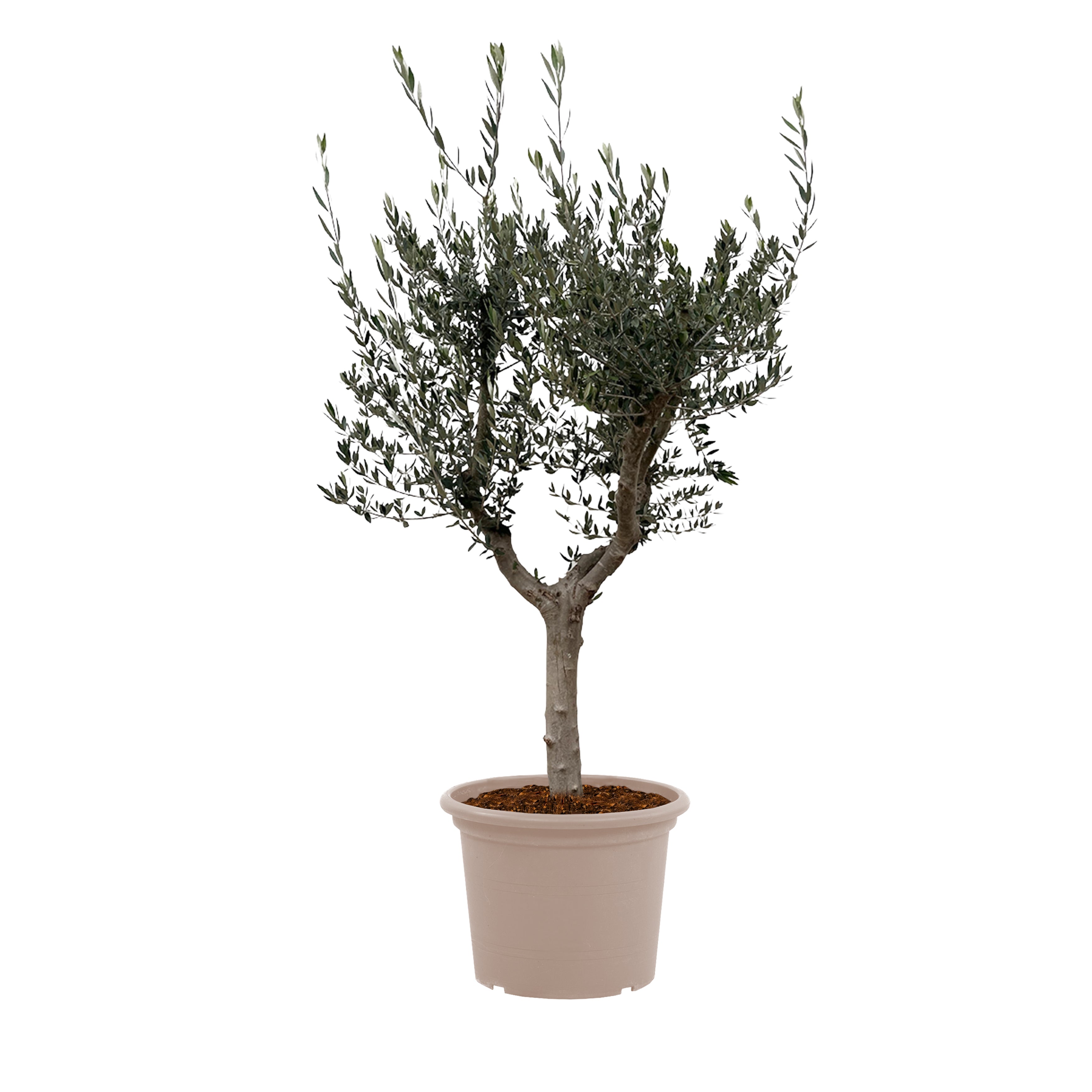 Olea Europaea Cultivo - 230cm- Ø45