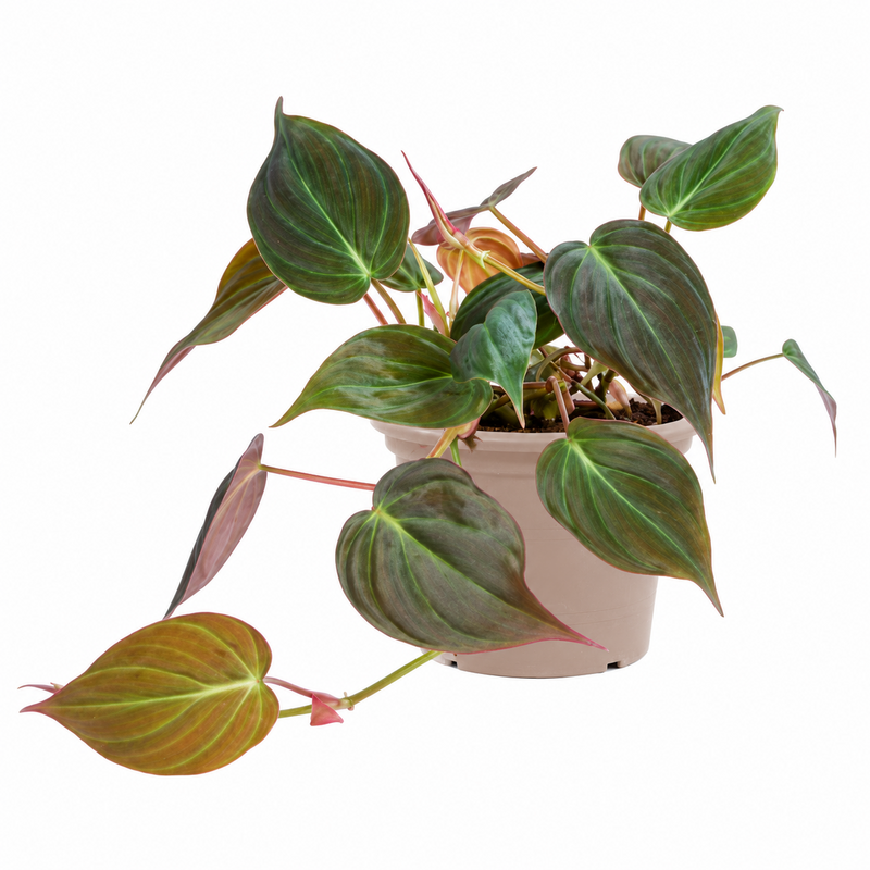 Philodendron scandens 'Micans' - 25 cm - ø12