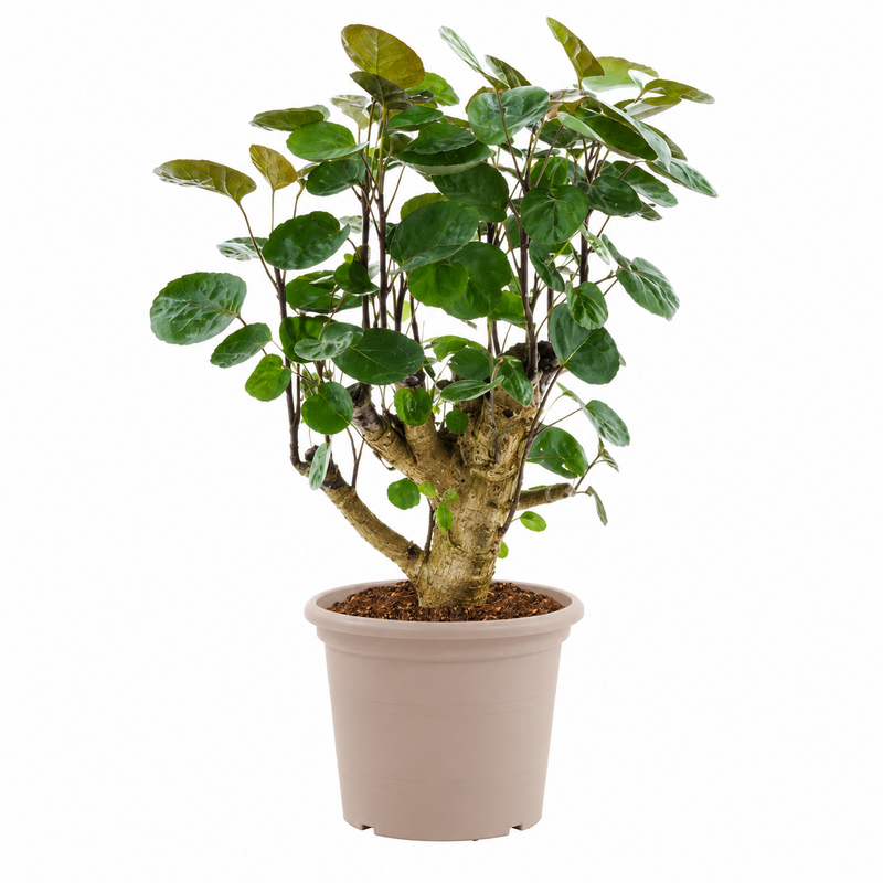 Polyscias Fabian - 45 cm - ø12