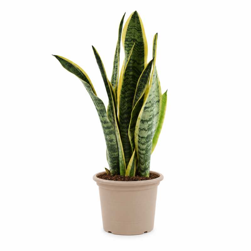 Sansevieria Laurentii - 45 cm - ø12
