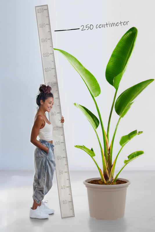 Strelitzia Augusta - 250 cm - ⌀45