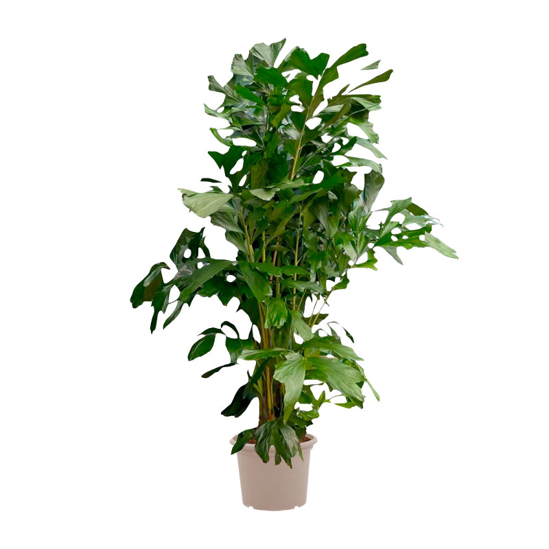 Caryota Mitis - 180 cm - Ø27