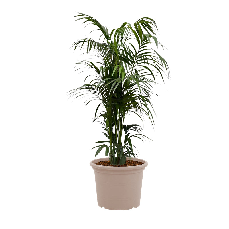 Kentia palm - 220 cm - ø38
