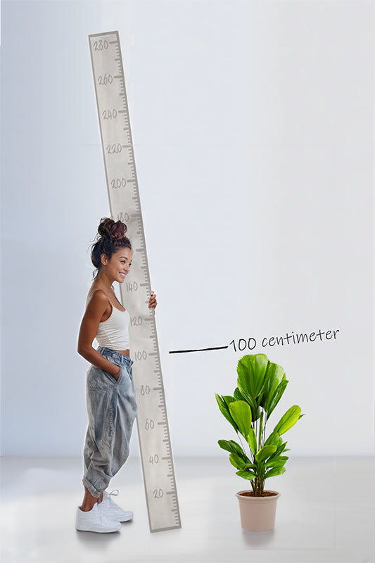 Licuala Grandis - 100 cm - ø30