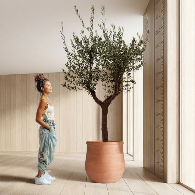 Olive Terrace