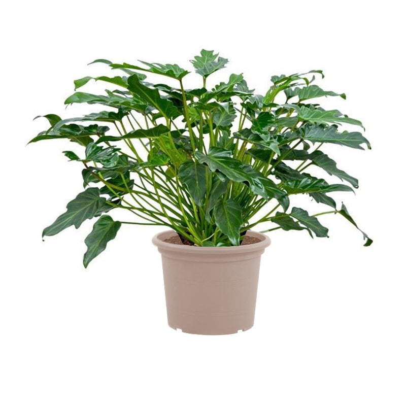 Philodendron Xanadu - 60cm