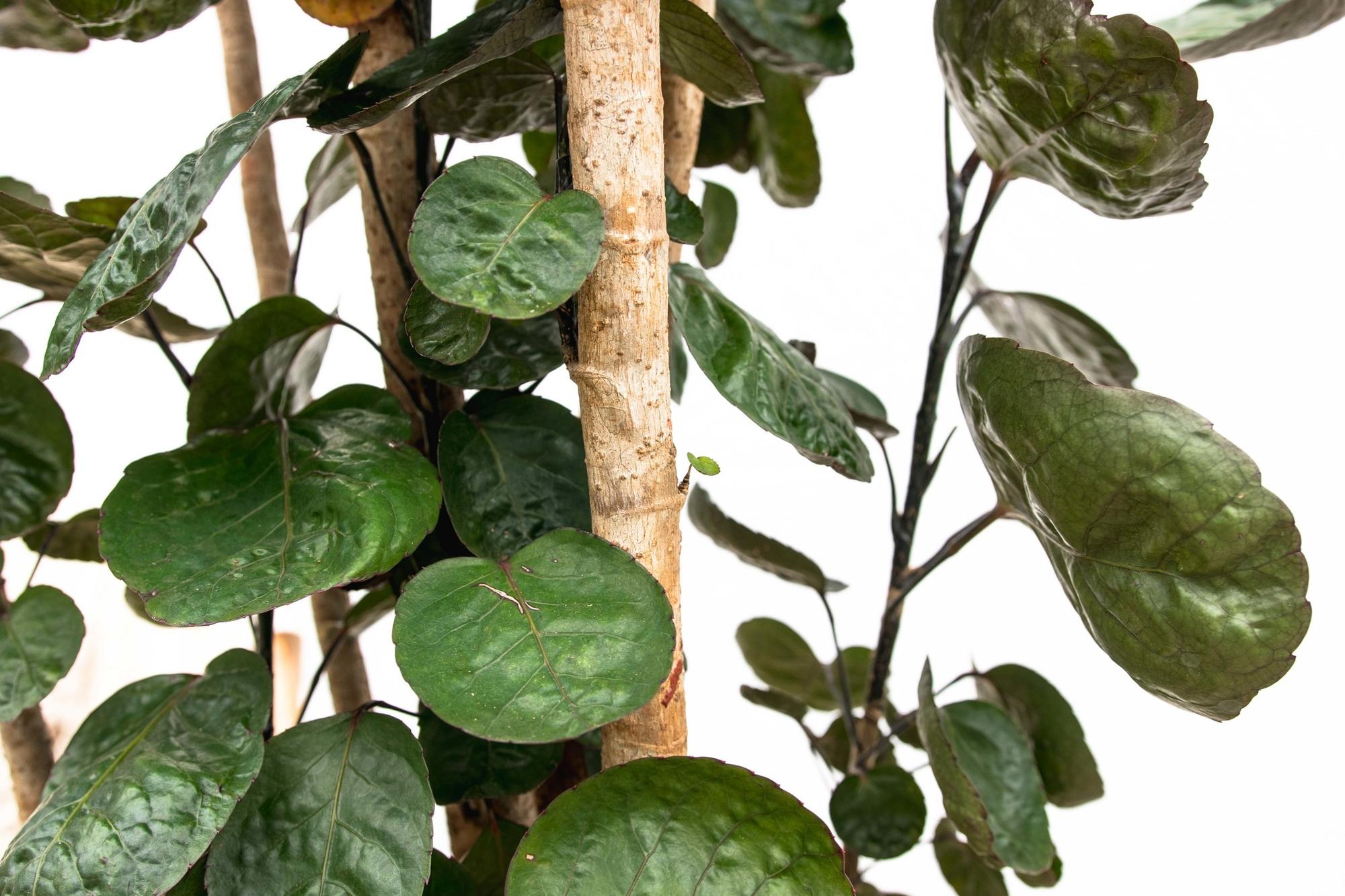 Polysicas Fabian XXL - 150 cm - ⌀30